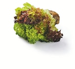 Multicolor Salat mit Wurzeln im Angebot bei Lidl in Wermelskirchen Multicolor Salat mit Wurzeln Angebote bei Lidl Wermelskirchen für 0,99 €