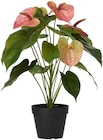 Aktuelle Zimmerpflanzen Angebote bei Rusta in Essen Aktuelles Topfpflanze Angebot bei Rusta in Essen ab 12,90 €