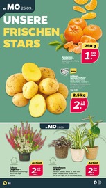 Gartenpflanzen im Netto mit dem Scottie Prospekt in Freiberg Aktueller Netto mit dem Scottie Prospekt mit Gartenpflanzen, "Günstig. Besser. Für Dich.", Seite 2