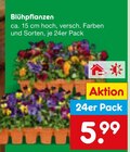 Blühpflanzen  im aktuellen Netto Marken-Discount Prospekt für 5,99 €