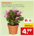 Herbstkaktus im Netto Marken-Discount Prospekt Herbstkaktus von im aktuellen Netto Marken-Discount Prospekt für 4,99 €