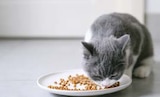 Katzenfutter NatureCat im Angebot bei Hellweg in Hemer Katzenfutter NatureCat Angebote von Josera bei Hellweg Hemer für 17,99 €