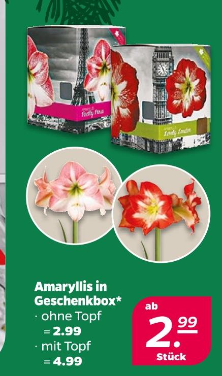 Amaryllis in Geschenkbox