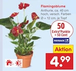 Flamingoblume Angebote bei Netto Marken-Discount Frankfurt für 4,99 €