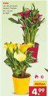 Aktuelle Blumen Angebote bei Netto Marken-Discount in Pforzheim Aktuelles Calla Angebot bei Netto Marken-Discount in Pforzheim ab 4,99 €