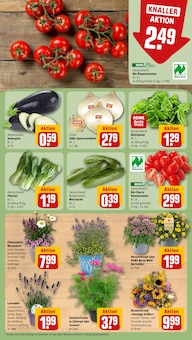 Blumen im aktuellen REWE Prospekt (Wiesbaden) Blumen im REWE Prospekt "Dein Markt" mit 18 Seiten (Wiesbaden)
