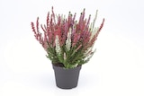 Heidekraut (Calluna vulgaris) Angebote bei Lidl Erftstadt für 2,79 €