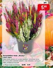 Knospenblüher-Heide „Mosaica“. bei Raiffeisenmarkt im Prospekt "" für 5,99 €