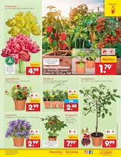 Blumen im Netto Marken-Discount Prospekt in Leipzig Aktueller Netto Marken-Discount Prospekt mit Blumen, "Aktuelle Angebote", Seite 9