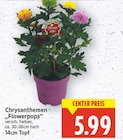 Chrysanthemen bei E center im  Prospekt für 5,99 €