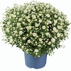 Gros chrysanthème - Lidl à Levallois-Perret Gros chrysanthème en promo chez Lidl Levallois-Perret à 3,89 €