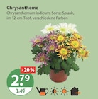 Chrysantheme im V-Markt Prospekt Chrysantheme von im aktuellen V-Markt Prospekt fĂŒr 2,79 âŹ