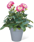 Dahlie XL im Angebot bei toom Baumarkt in Gifhorn Dahlie XL Angebote von SUNIQ bei toom Baumarkt Gifhorn für 12,99 €