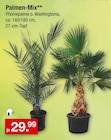 Palmen-Mix im Angebot bei Zimmermann in Wilhelmshaven Palmen-Mix Angebote bei Zimmermann Wilhelmshaven für 29,99 €