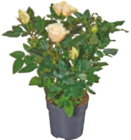 Topfrosen für 4,99 € bei tegut im Angebot Topfrosen im aktuellen tegut Prospekt