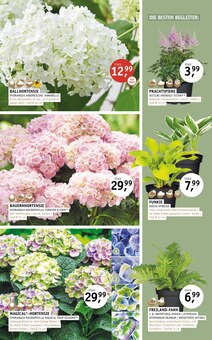 Hortensie im aktuellen ROSENGUT Langerwisch Prospekt (Potsdam) Hortensie im ROSENGUT Langerwisch Prospekt "BLĂTENREICH!" mit 12 Seiten (Potsdam)