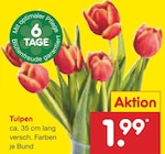 Tulpen Angebote bei Netto Marken-Discount Kaiserslautern für 1,99 €