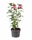 Promo Hibiscus de jardin à 5,99 € dans le catalogue Lidl à Luisant