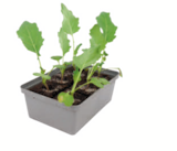 Aktuelles Gemüsesjungpflanzen Angebot bei toom Baumarkt in Paderborn ab 1,99 €