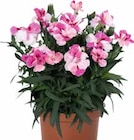 NELKE (DIANTHUS) im aktuellen OBI Prospekt