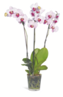 Aktuelles Schmetterlingsorchidee Angebot bei toom Baumarkt in Herne ab 12,99 €