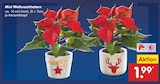 Mini Weihnachtsstern Angebote bei Netto Marken-Discount Hameln für 1,99 €