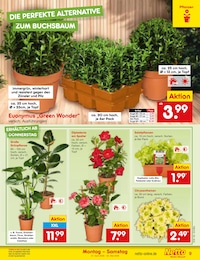 Netto Marken-Discount Pflanzen im Prospekt 