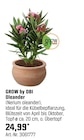 Oleander Angebote von GROW by OBI bei OBI Mainz für 24,99 €