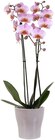 Penny Aschaffenburg - Orchidee Angebot im Prospekt Orchidee bei Penny im Aschaffenburg Prospekt für 9,99 €