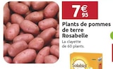 Promo Plants de pommes de terre Rosabelle à 7,95 € dans le catalogue LaMaison.fr à La Guerche-de-Bretagne