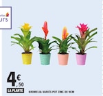 Bromelia variés pot zinc de 9cm en promo à 4,50 € chez E.Leclerc Bromelia variés pot zinc de 9cm dans le catalogue E.Leclerc