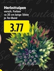 EDEKA - Herbsttulpen Angebot im Prospekt Herbsttulpen bei EDEKA im Prospekt "" für 3,77 €