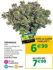 Jardineries du terroir Dole - Promo Véronique Promo Véronique à 6,99 € dans le catalogue Jardineries du terroir à Dole