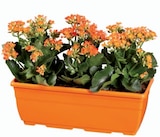Barquette patate douce ou jardinière de kalanchoé - Lidl à Aix-en-Provence Barquette patate douce ou jardinière de kalanchoé en promo chez Lidl Aix-en-Provence à 5,99 €