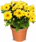 Chrysantheme im Angebot bei Netto Marken-Discount in Erlangen Chrysantheme Angebote bei Netto Marken-Discount Erlangen für 2,49 €