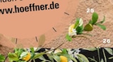 Aktuelles Zitronenzweig Angebot bei Höffner in Düsseldorf ab 19,90 €