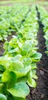 ZG Raiffeisen Schopfheim - Feldsalat Angebot im Prospekt Feldsalat bei ZG Raiffeisen im Schopfheim Prospekt für 7,49 €