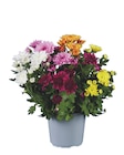 Aktuelle Blumen Angebote bei Lidl in Augsburg Aktuelles Chrysanthemen Fun-Colour Angebot bei Lidl in Augsburg ab 2,99 €