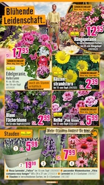 Lavendel Angebote im Prospekt "Den besten Preis kann nur anbieten, wer ihn wirklich hat." von Hornbach auf Seite 10