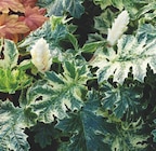 Collection de plantes d'ombre - Fleurs de France - Botanic à Clermont-Ferrand Collection de plantes d'ombre - Fleurs de France en promo chez Botanic Clermont-Ferrand à 19,99 €
