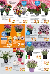 Globus-Baumarkt Blumenampel im Prospekt 