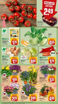 Pflanzen im aktuellen REWE Prospekt (Bergisch Gladbach) Pflanzen im REWE Prospekt "Dein Markt" mit 20 Seiten (Bergisch Gladbach)