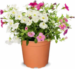 Zauberglöckchen Calibrachoa Trio im Angebot bei Netto Marken-Discount in Gera Zauberglöckchen Calibrachoa Trio Angebote bei Netto Marken-Discount Gera für 2,99 €