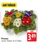 Primeln bei E center im Gerlingen Prospekt für 3,49 €