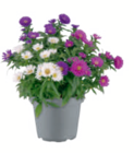 toom Baumarkt Celle - Aster einfarbig Angebot im Prospekt Aster einfarbig bei toom Baumarkt im Celle Prospekt für 2,79 €