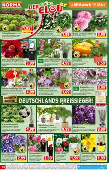 Hortensie im Norma Prospekt "Mehr fürs Geld" mit 20 Seiten (Pforzheim)