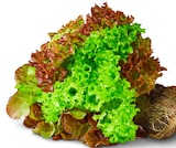 Penny Spremberg - Deutsches Salat-Trio mit Wurzeln Angebot im Prospekt Deutsches Salat-Trio mit Wurzeln bei Penny im Spremberg Prospekt für 0,99 €