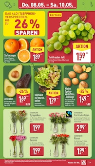 Rhododendron Angebot im ALDI Nord Prospekt, gültig von 05.05.2025 bis 10.05.2025 Rhododendron Angebot im aktuellen ALDI Nord Prospekt auf Seite 31