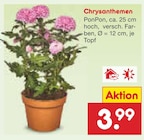 Chrysanthemen  im aktuellen Netto Marken-Discount Prospekt für 3,99 €