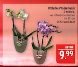 Aktuelles Orchidee Phalaenopsis Angebot bei Marktkauf in Nürnberg ab 9,99 €